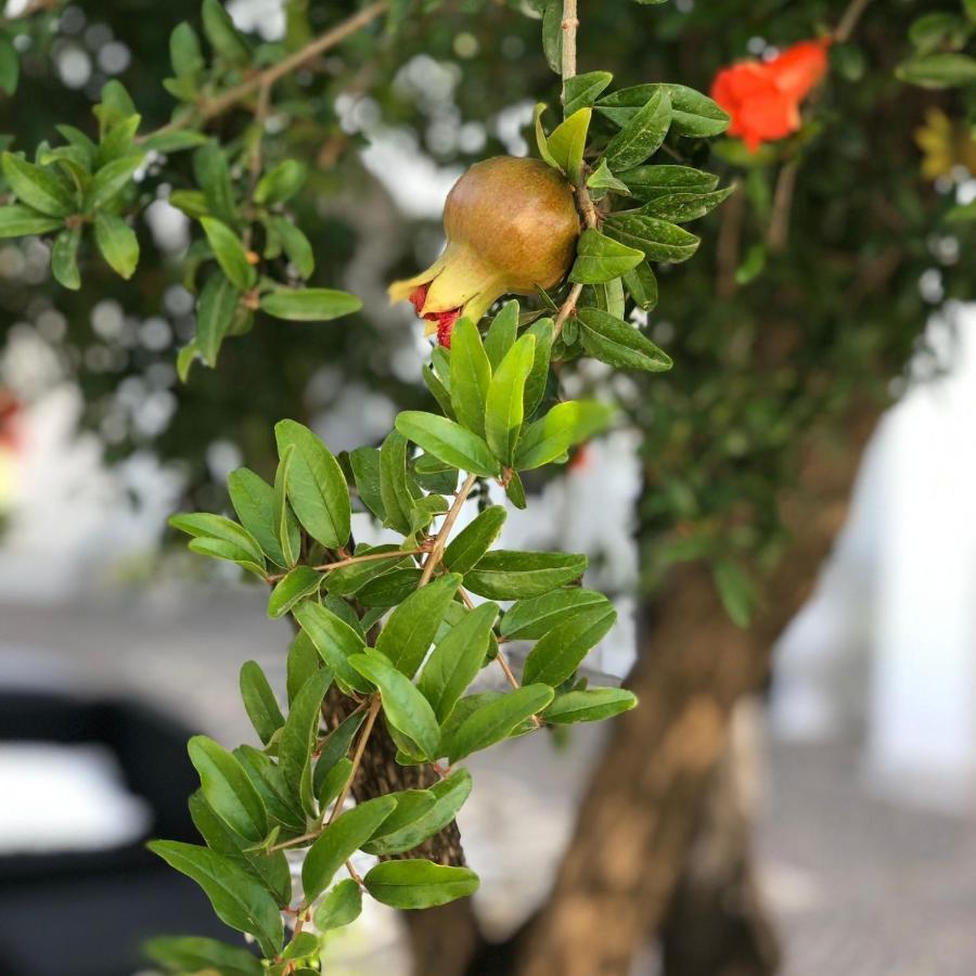 Il Melograno Chic&Nature 庞贝 外观 照片